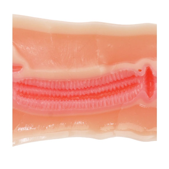 동급생 30년 기념 애니버서리 홀 사쿠라기 마이